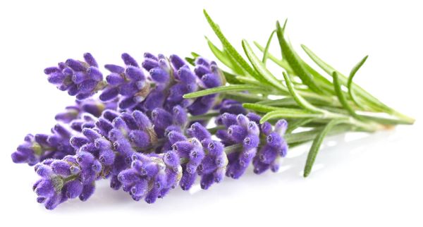 LAVENDEL