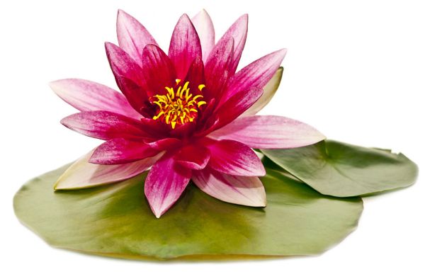 LOTUS