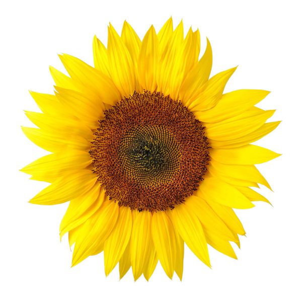 SONNENBLUME