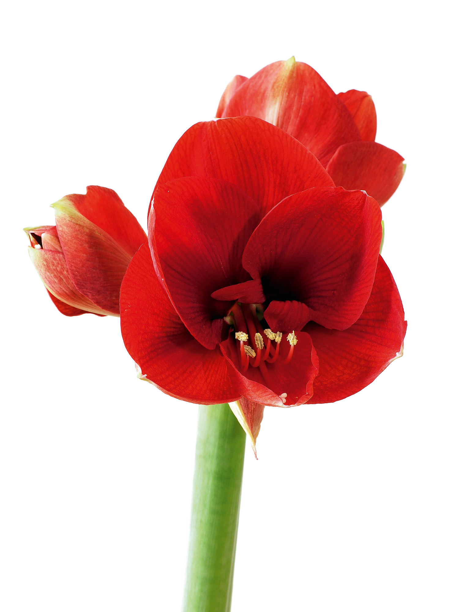 AMARYLLIS